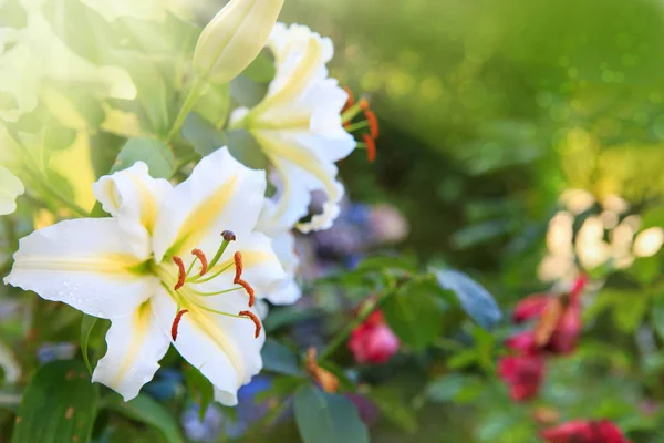 Witte lelie bloemen geïsoleerd op groene zomer achtergrond. — Stockfoto