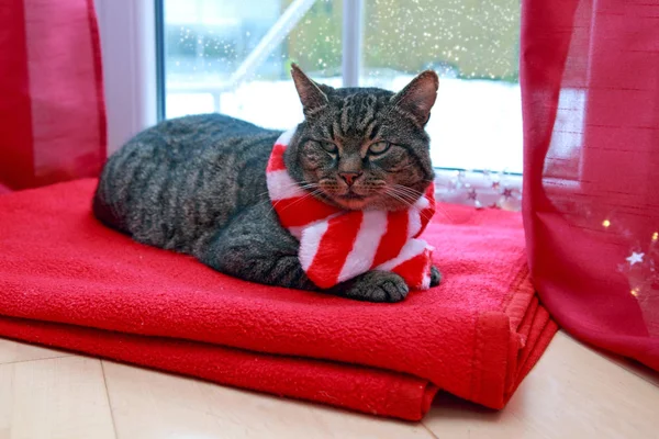 Gri kedi kırmızı eşarp ile evde cam kenarında kışın oturur.. — Stok fotoğraf