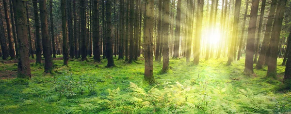 Bosque de verano con luz solar. Fondo de naturaleza . — Foto de Stock