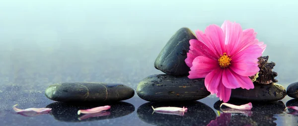 Pedras de spa preto e flor de cosmos rosa . — Fotografia de Stock