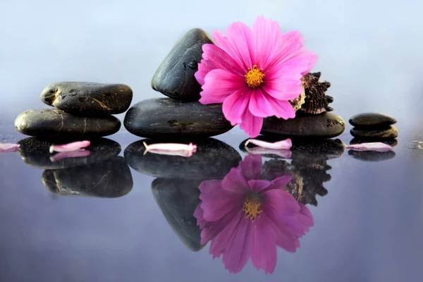 Pedras de spa preto e flor de cosmos rosa . — Fotografia de Stock