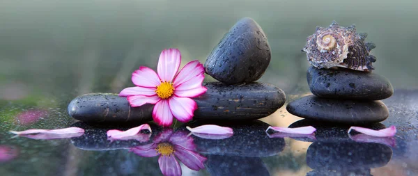 Kamienie spa czarny i różowy kosmos kwiat na białym tle na zielono. — Zdjęcie stockowe