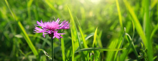 Cornflower rosa en hierba aislada sobre fondo borroso . —  Fotos de Stock