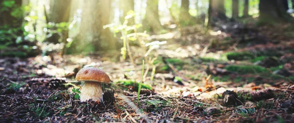 Porcini mushroom in the autumn forest. Nature background. — Stock Photo, Image
