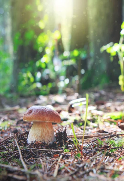 Seta porcini en el bosque de otoño. Fondo de naturaleza . —  Fotos de Stock