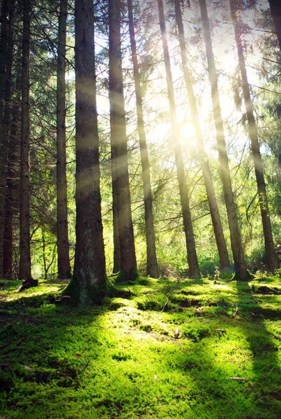 El sol brilla entre los árboles en el bosque de pinos. — Foto de Stock