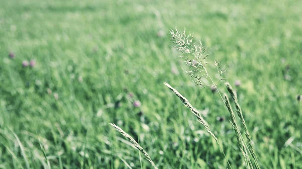 Fundo do campo de grama verde. Natureza fundo prado . — Fotografia de Stock