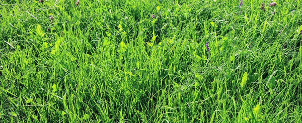 Green grass field background. Nature meadow background.