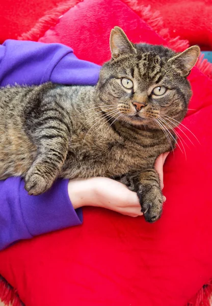 Gray cat lies on the hands of the woman. — Stock Photo, Image