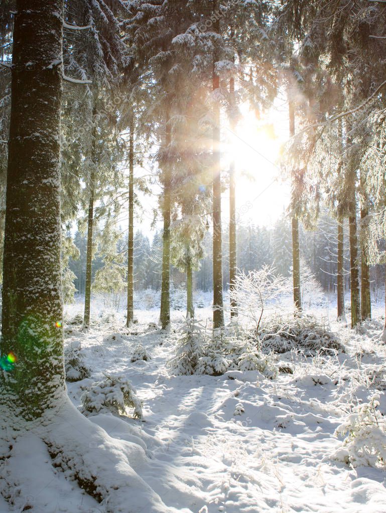 Sunset in winter forest. Winter background.