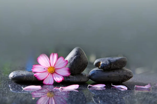 Piedras de spa negro y flor de cosmos rosa aislado en verde . —  Fotos de Stock