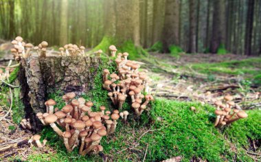 Sonbahar ormandaki agaric tatlım mantar. Doğa arka plan.