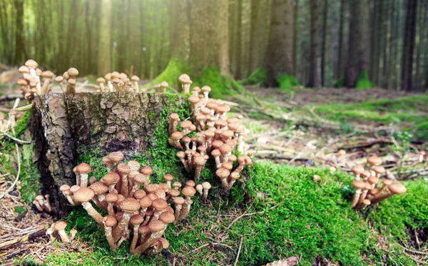 Hongos agáricos de miel en el bosque de otoño. Fondo de naturaleza . —  Fotos de Stock