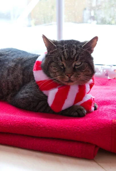 Gri kedi kırmızı eşarp ile evde cam kenarında kışın oturur.. — Stok fotoğraf