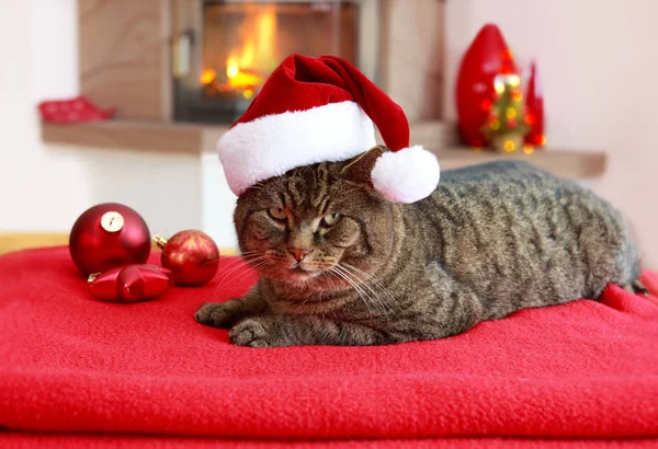 Gato cinzento com chapéu de Santa e lareira. — Fotografia de Stock