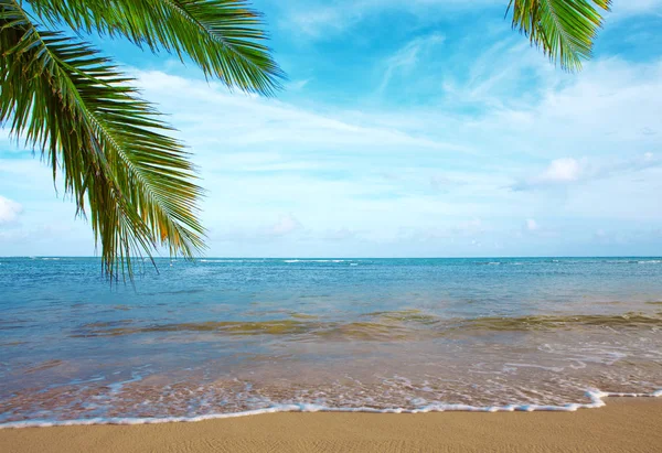 Caribische zee en de groene palm. Reizen-achtergrond. — Stockfoto