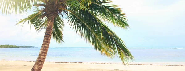 Palme am weißen tropischen Strand. Hintergrund der Reise. — Stockfoto