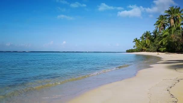 カリブ海のビーチで緑のヤシの木. — ストック動画