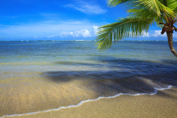 Palmeira na praia tropical branca. Fundo de viagem . — Fotografia de Stock