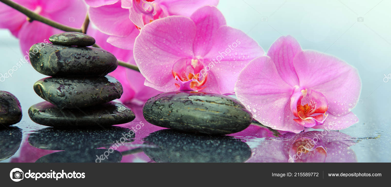 Pink orchids flowers and spa stones . Spa background. Stock Photo by  ©swkunst 215589772