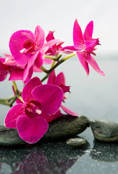 Rosa orkidéer blommor och spa stenar. Spa bakgrund. — Stockfoto