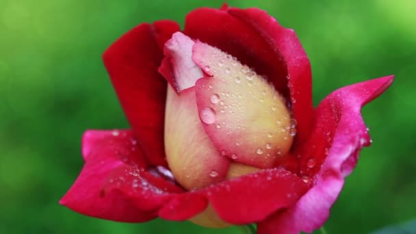 Червона троянда крупним планом з краплями води . — стокове відео