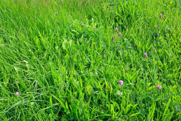 Fundo do campo de grama verde. Natureza fundo prado . — Fotografia de Stock