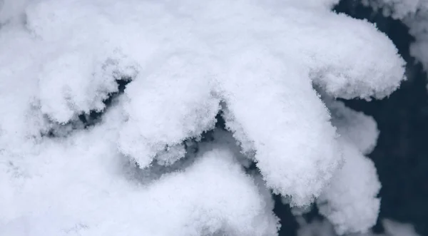 Kiefernzweige, die mit Schnee bedeckt sind. Winterlicher Hintergrund. — Stockfoto