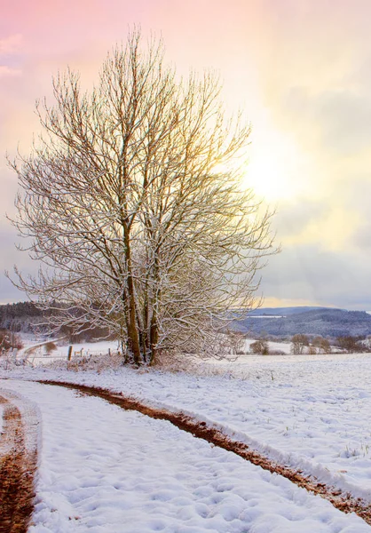 Winter sunshine through tree. Winter road and frozen tree.