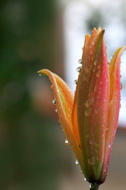 Makro yaz günü sarı zambak çiçeğini vurdu..