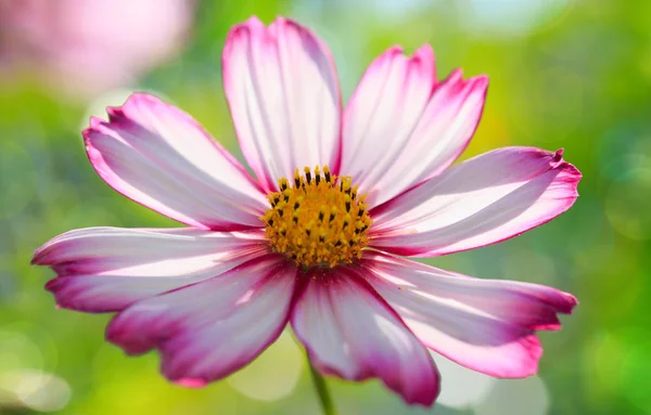 Jasné Letní Květinové Přirozeného Pozadí Růžové Bílé Cosmos Květina Zahradě — Stock fotografie