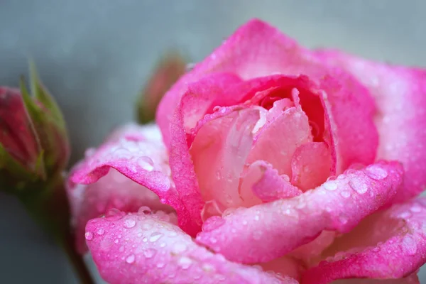 핑크 장미 근접 촬영 물 삭제합니다. 꽃 배경. — 스톡 사진