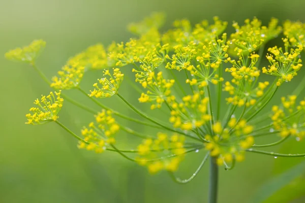 花が咲くディルの花を閉じます。自然背景. — ストック写真