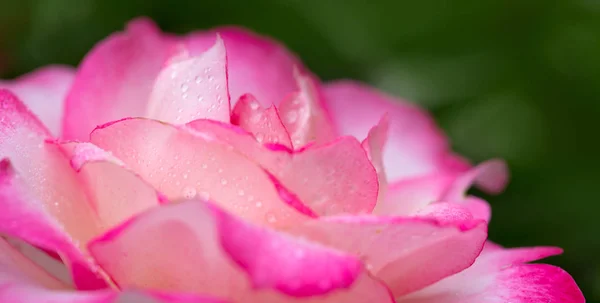粉红色的玫瑰特写与 watwr 下降。假期背景. — 图库照片