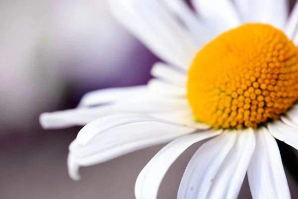 Flor blanca de margarita grande aislada. Fondo de flores . — Foto de Stock