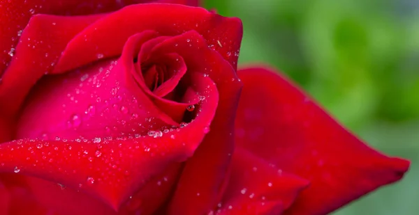 Röd ros närbild med vatten droppar. Blommor bakgrund. — Stockfoto