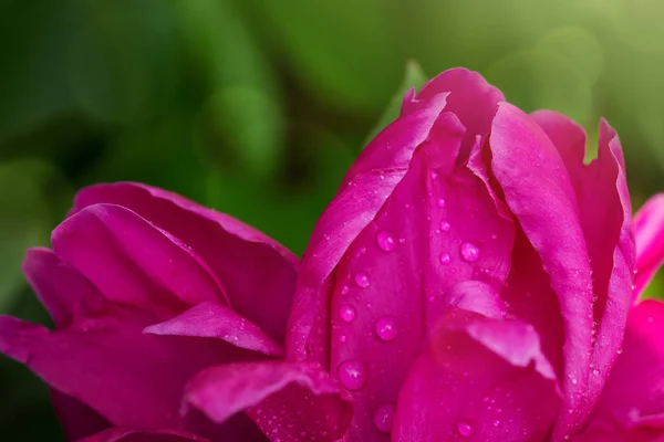 Primer plano peonía rosa con gotas de agua. Fondo de flores . — Foto de Stock