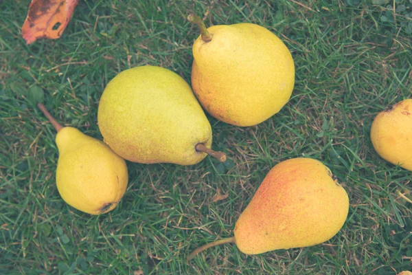 The bright yellow pears are lying on a green grass in garden. — Stock Photo, Image