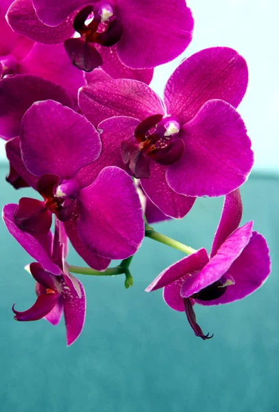 Flores de orquídea rosa isoladas em fundo de borrão azul . — Fotografia de Stock