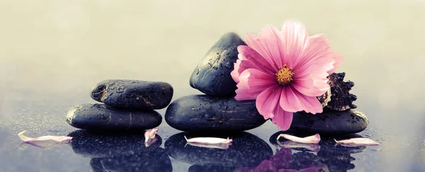 Piedras de spa negro y flor cosmos rosa . —  Fotos de Stock