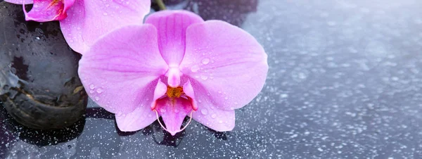 Květy růžové orchideje a wellness kameny. Lázeňské pozadí. — Stock fotografie
