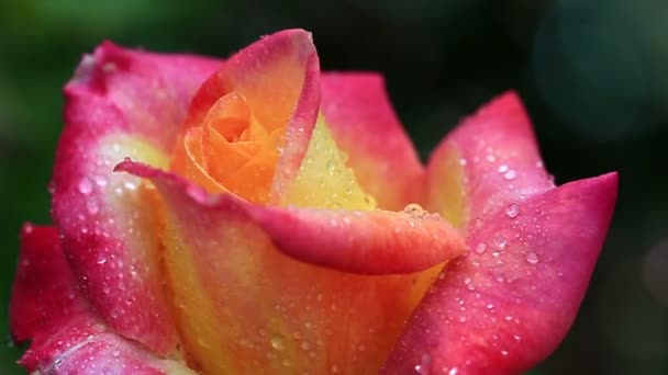 Roze - gele roos close-up met waterdruppels. — Stockvideo