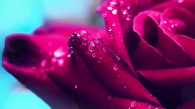 Su damlaları ile kırmızı gül yakın plan.