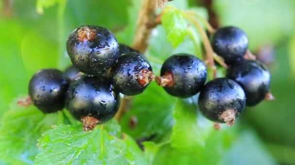 Gros plan des baies de cassis sur une branche . — Video