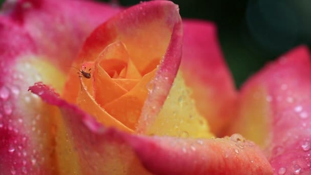 Rosa - gelb rosa Nahaufnahme mit Wassertropfen. — Stockvideo