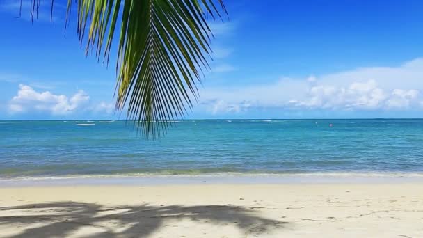 Mar do Caribe e folhas de palma  . — Vídeo de Stock