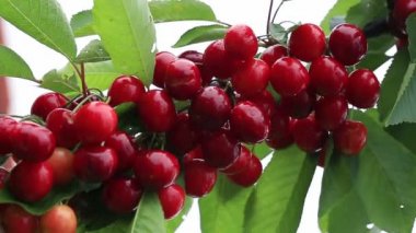 Su damlalı kırmızı kirazlar.