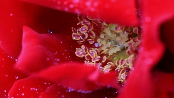 Rode roos close-up met waterdruppels. — Stockvideo