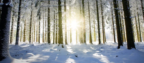 Sonnenuntergang im Winterwald. Wintertannen im deutschen Wald . — Stockfoto