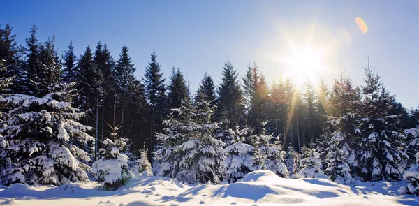 Puesta de sol en el bosque de invierno. Los abetos invernales en el bosque alemán  . —  Fotos de Stock